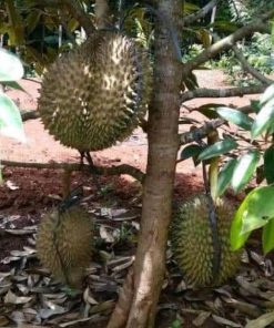 jual tanaman buah durian bawor kaki 3 cepat berbuah berkualitas unggul Banyuasin