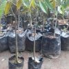 jual tanaman buah durian bawor okulasi Tebing Tinggi