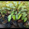 jual tanaman buah durian bawor super Cilacap
