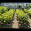 jual tanaman buah durian duri hitam Gorontalo