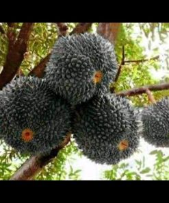 jual tanaman buah durian duri hitam Katingan