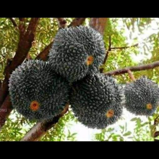 jual tanaman buah durian duri hitam Katingan