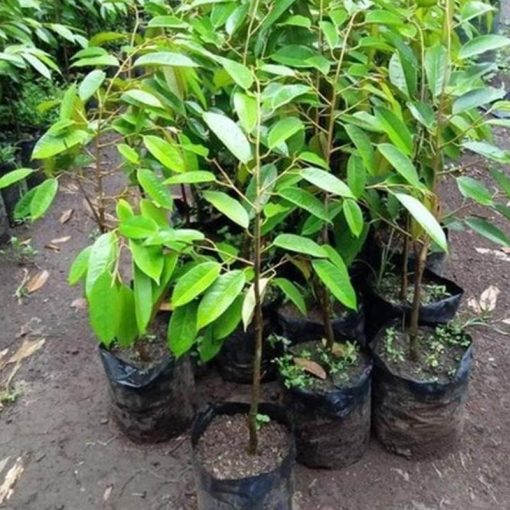 jual tanaman buah durian monthong montong bisacod Bandar Lampung