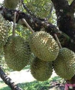 jual tanaman buah durian monthong montong bisacod Lampung Selatan