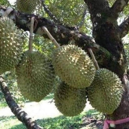 jual tanaman buah durian monthong montong bisacod Lampung Selatan