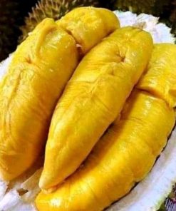 jual tanaman buah durian montong Ambon