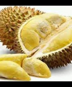 jual tanaman buah durian montong kaki 3 Bangka Tengah