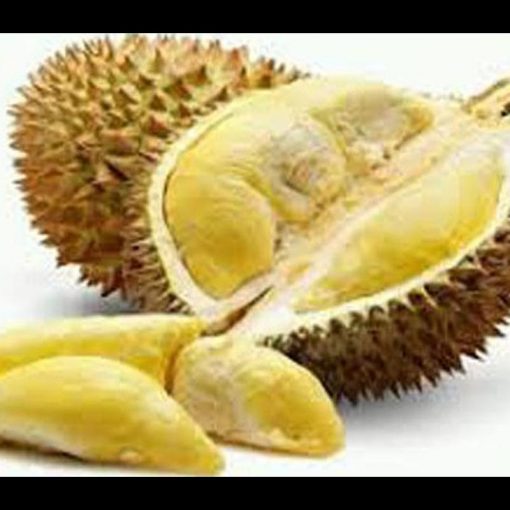 jual tanaman buah durian montong kaki 3 Bangka Tengah