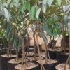 jual tanaman buah durian montong kaki 3 Barito Selatan