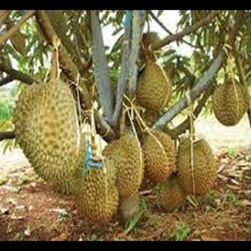 jual tanaman buah durian montong kaki 3 Pasaman