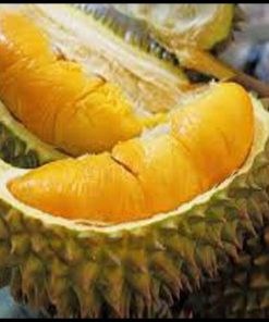 jual tanaman buah durian montong kaki 3 Subulussalam