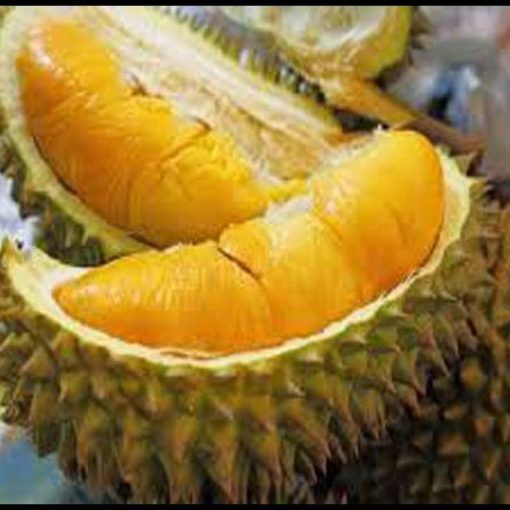 jual tanaman buah durian montong kaki 3 Subulussalam
