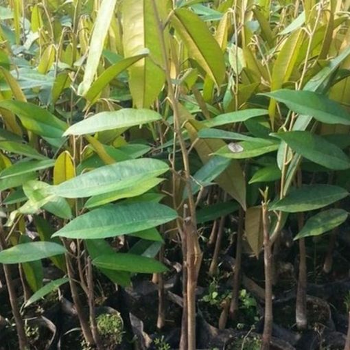 jual tanaman buah durian montong Parigi Moutong