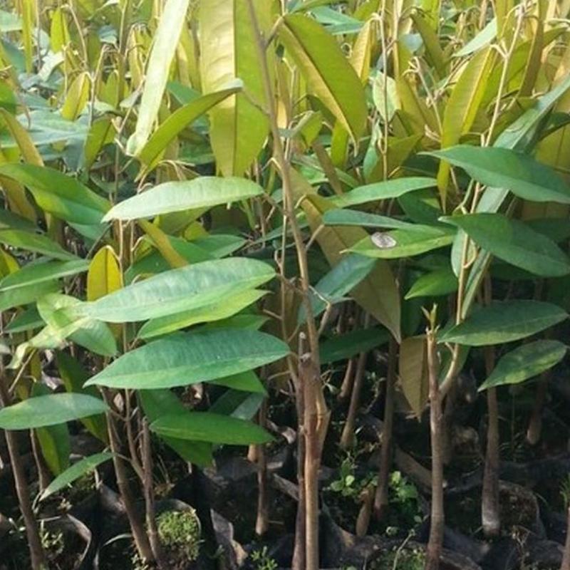 Gambar Produk jual tanaman buah durian montong Parigi Moutong