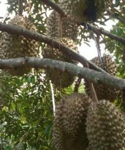 jual tanaman buah durian musangking bisa Langkat