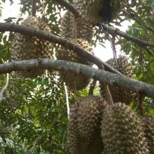 jual tanaman buah durian musangking bisa Langkat