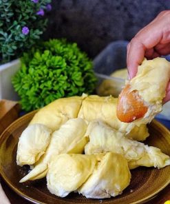 jual tanaman buah durian musangking bisa Trenggalek