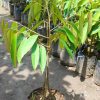 jual tanaman buah durian musangking kaki 3 asli musang king unggul bergaransi Alor
