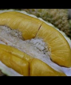 jual tanaman buah durian musangking kaki 3 asli musang king unggul bergaransi Kepahiang
