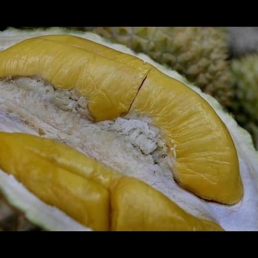 jual tanaman buah durian musangking kaki 3 asli musang king unggul bergaransi Kepahiang