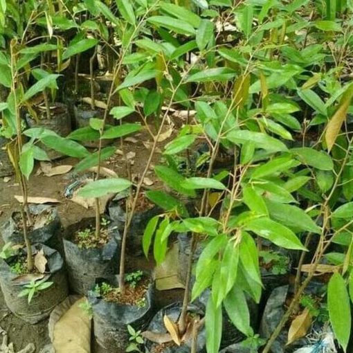 jual tanaman buah durian musangking Kepulauan Aru