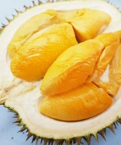 jual tanaman buah durian musangking okulasi Nabire