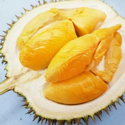 jual tanaman buah durian musangking okulasi Nabire