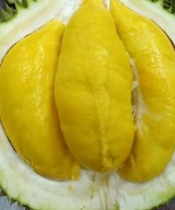 jual tanaman buah durian musangking okulasi Rokan Hilir