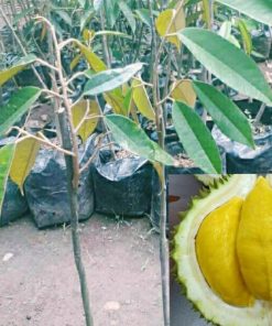 jual tanaman buah durian musangking okulasi Teluk Bintuni