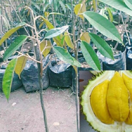 jual tanaman buah durian musangking okulasi Teluk Bintuni