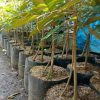 jual tanaman buah durian musangking super Semarang