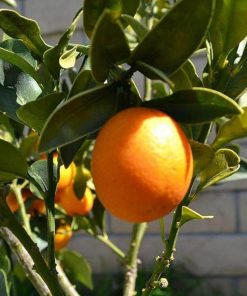 jual tanaman buah jeruk meiwa kumquat nagami bulat manis tongheng Samosir