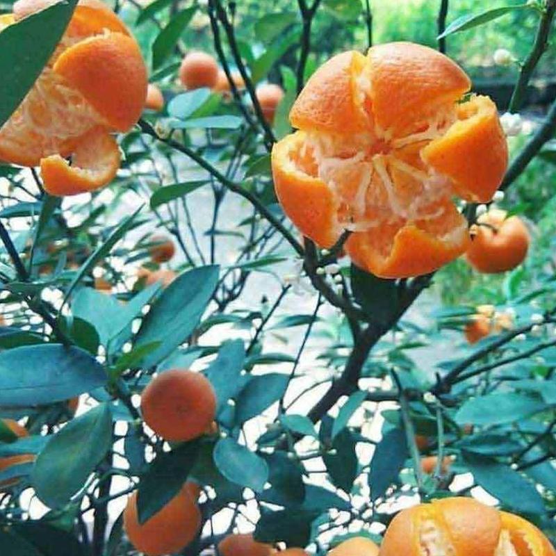 Gambar Produk jual tanaman buah jeruk santang madu Lampung Barat
