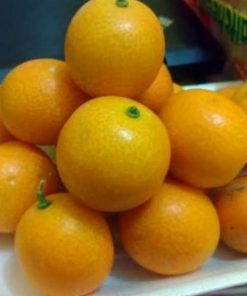 jual tanaman buah jeruk tongheng Asahan