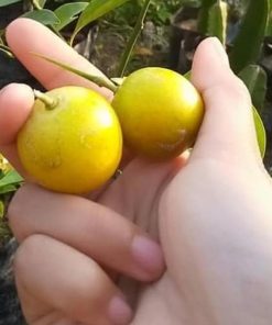 jual tanaman buah jeruk tongheng berbuah tanpa musim Aceh Tamiyang