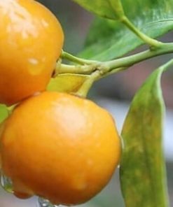 jual tanaman buah jeruk tongheng berbuah tanpa musim Yogyakarta
