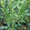 jual tanaman buah jeruk tongheng okulasi cepat berbuah Mamuju Utara