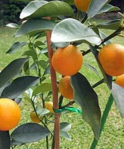 jual tanaman buah jeruk tongheng tinggi 40 cm Aceh Tengah