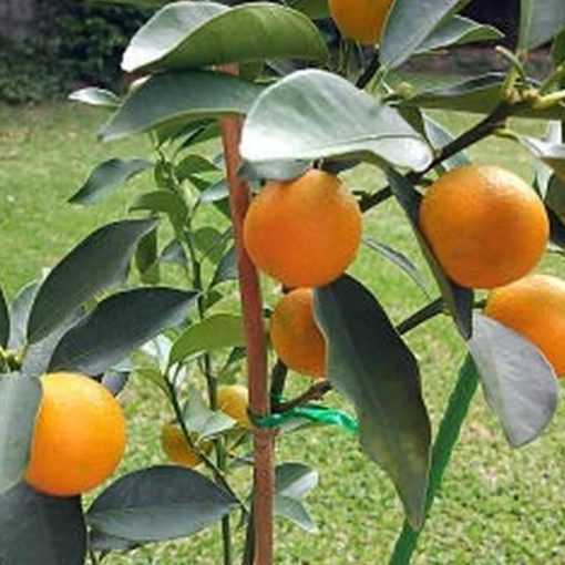 jual tanaman buah jeruk tongheng tinggi 40 cm Aceh Tengah