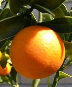 jual tanaman buah jeruk tongheng tinggi 40 cm Donggala