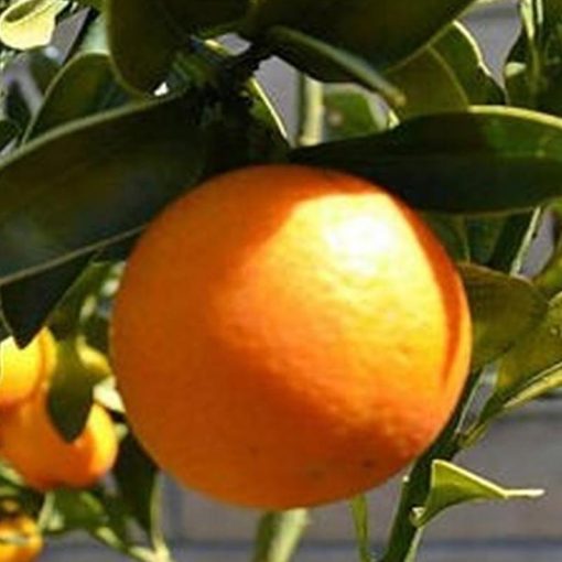jual tanaman buah jeruk tongheng tinggi 40 cm Donggala