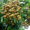 jual tanaman buah kelengkeng crystal okulasi cepat berbuah Nias Barat