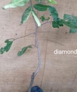 jual tanaman buah kelengkeng diamond okulasi Jakarta Timur