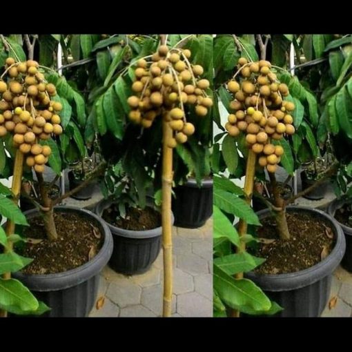 jual tanaman buah kelengkeng klengkeng aroma durian unggul Subulussalam