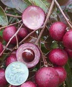 jual tanaman buah kelengkeng merah Maluku Tengah