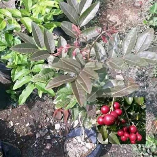 jual tanaman buah kelengkeng merah okulasi cepat berbuah Mataram