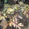 jual tanaman buah kelengkeng merah okulasi cepat berbuah Sumba Barat Daya