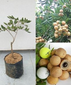 jual tanaman buah kelengkeng pingpong Barito Kuala