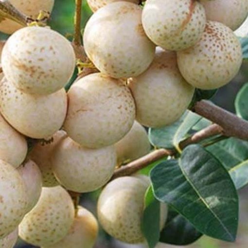 jual tanaman buah klengkeng aroma durian genjah Enrekang