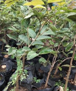 jual tanaman buah klengkeng aroma durian genjah Landak